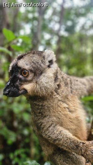 [P27] altă specie de lemuri » foto by robert
 - 
<span class="allrVoted glyphicon glyphicon-heart hidden" id="av1491382"></span>
<a class="m-l-10 hidden" id="sv1491382" onclick="voting_Foto_DelVot(,1491382,23651)" role="button">șterge vot <span class="glyphicon glyphicon-remove"></span></a>
<a id="v91491382" class=" c-red"  onclick="voting_Foto_SetVot(1491382)" role="button"><span class="glyphicon glyphicon-heart-empty"></span> <b>LIKE</b> = Votează poza</a> <img class="hidden"  id="f1491382W9" src="/imagini/loader.gif" border="0" /><span class="AjErrMes hidden" id="e1491382ErM"></span>