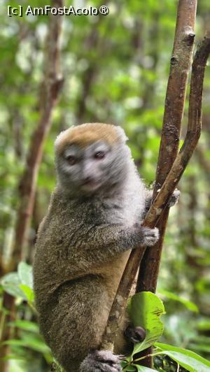 [P29] altă specie de lemuri » foto by robert
 - 
<span class="allrVoted glyphicon glyphicon-heart hidden" id="av1491384"></span>
<a class="m-l-10 hidden" id="sv1491384" onclick="voting_Foto_DelVot(,1491384,23651)" role="button">șterge vot <span class="glyphicon glyphicon-remove"></span></a>
<a id="v91491384" class=" c-red"  onclick="voting_Foto_SetVot(1491384)" role="button"><span class="glyphicon glyphicon-heart-empty"></span> <b>LIKE</b> = Votează poza</a> <img class="hidden"  id="f1491384W9" src="/imagini/loader.gif" border="0" /><span class="AjErrMes hidden" id="e1491384ErM"></span>