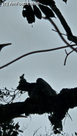 [P03] indri indri păstrează distanța » foto by robert
 - 
<span class="allrVoted glyphicon glyphicon-heart hidden" id="av1491358"></span>
<a class="m-l-10 hidden" id="sv1491358" onclick="voting_Foto_DelVot(,1491358,23651)" role="button">șterge vot <span class="glyphicon glyphicon-remove"></span></a>
<a id="v91491358" class=" c-red"  onclick="voting_Foto_SetVot(1491358)" role="button"><span class="glyphicon glyphicon-heart-empty"></span> <b>LIKE</b> = Votează poza</a> <img class="hidden"  id="f1491358W9" src="/imagini/loader.gif" border="0" /><span class="AjErrMes hidden" id="e1491358ErM"></span>