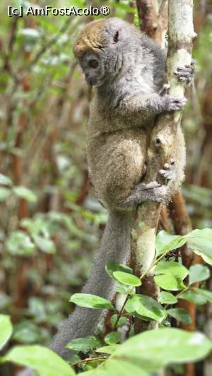 [P30] altă specie de lemuri » foto by robert
 - 
<span class="allrVoted glyphicon glyphicon-heart hidden" id="av1491385"></span>
<a class="m-l-10 hidden" id="sv1491385" onclick="voting_Foto_DelVot(,1491385,23651)" role="button">șterge vot <span class="glyphicon glyphicon-remove"></span></a>
<a id="v91491385" class=" c-red"  onclick="voting_Foto_SetVot(1491385)" role="button"><span class="glyphicon glyphicon-heart-empty"></span> <b>LIKE</b> = Votează poza</a> <img class="hidden"  id="f1491385W9" src="/imagini/loader.gif" border="0" /><span class="AjErrMes hidden" id="e1491385ErM"></span>