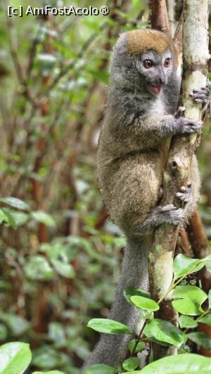 [P31] altă specie de lemuri » foto by robert
 - 
<span class="allrVoted glyphicon glyphicon-heart hidden" id="av1491386"></span>
<a class="m-l-10 hidden" id="sv1491386" onclick="voting_Foto_DelVot(,1491386,23651)" role="button">șterge vot <span class="glyphicon glyphicon-remove"></span></a>
<a id="v91491386" class=" c-red"  onclick="voting_Foto_SetVot(1491386)" role="button"><span class="glyphicon glyphicon-heart-empty"></span> <b>LIKE</b> = Votează poza</a> <img class="hidden"  id="f1491386W9" src="/imagini/loader.gif" border="0" /><span class="AjErrMes hidden" id="e1491386ErM"></span>