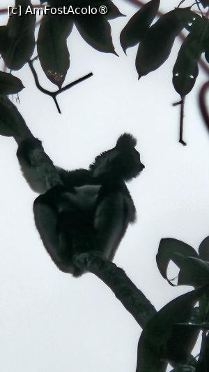 [P04] indri indri păstrează distanța » foto by robert
 - 
<span class="allrVoted glyphicon glyphicon-heart hidden" id="av1491359"></span>
<a class="m-l-10 hidden" id="sv1491359" onclick="voting_Foto_DelVot(,1491359,23651)" role="button">șterge vot <span class="glyphicon glyphicon-remove"></span></a>
<a id="v91491359" class=" c-red"  onclick="voting_Foto_SetVot(1491359)" role="button"><span class="glyphicon glyphicon-heart-empty"></span> <b>LIKE</b> = Votează poza</a> <img class="hidden"  id="f1491359W9" src="/imagini/loader.gif" border="0" /><span class="AjErrMes hidden" id="e1491359ErM"></span>