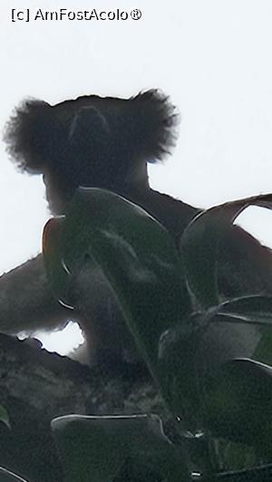 [P05] indri indri păstrează distanța » foto by robert
 - 
<span class="allrVoted glyphicon glyphicon-heart hidden" id="av1491360"></span>
<a class="m-l-10 hidden" id="sv1491360" onclick="voting_Foto_DelVot(,1491360,23651)" role="button">șterge vot <span class="glyphicon glyphicon-remove"></span></a>
<a id="v91491360" class=" c-red"  onclick="voting_Foto_SetVot(1491360)" role="button"><span class="glyphicon glyphicon-heart-empty"></span> <b>LIKE</b> = Votează poza</a> <img class="hidden"  id="f1491360W9" src="/imagini/loader.gif" border="0" /><span class="AjErrMes hidden" id="e1491360ErM"></span>