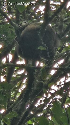 [P06] indri indri păstrează distanța » foto by robert
 - 
<span class="allrVoted glyphicon glyphicon-heart hidden" id="av1491361"></span>
<a class="m-l-10 hidden" id="sv1491361" onclick="voting_Foto_DelVot(,1491361,23651)" role="button">șterge vot <span class="glyphicon glyphicon-remove"></span></a>
<a id="v91491361" class=" c-red"  onclick="voting_Foto_SetVot(1491361)" role="button"><span class="glyphicon glyphicon-heart-empty"></span> <b>LIKE</b> = Votează poza</a> <img class="hidden"  id="f1491361W9" src="/imagini/loader.gif" border="0" /><span class="AjErrMes hidden" id="e1491361ErM"></span>