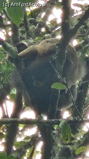 [P07] indri indri păstrează distanța » foto by robert
 - 
<span class="allrVoted glyphicon glyphicon-heart hidden" id="av1491362"></span>
<a class="m-l-10 hidden" id="sv1491362" onclick="voting_Foto_DelVot(,1491362,23651)" role="button">șterge vot <span class="glyphicon glyphicon-remove"></span></a>
<a id="v91491362" class=" c-red"  onclick="voting_Foto_SetVot(1491362)" role="button"><span class="glyphicon glyphicon-heart-empty"></span> <b>LIKE</b> = Votează poza</a> <img class="hidden"  id="f1491362W9" src="/imagini/loader.gif" border="0" /><span class="AjErrMes hidden" id="e1491362ErM"></span>