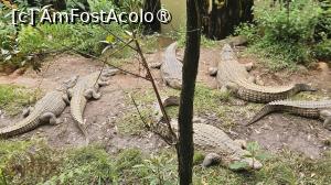 [P02] crocodili peste crocodili » foto by robert
 - 
<span class="allrVoted glyphicon glyphicon-heart hidden" id="av1491789"></span>
<a class="m-l-10 hidden" id="sv1491789" onclick="voting_Foto_DelVot(,1491789,23651)" role="button">șterge vot <span class="glyphicon glyphicon-remove"></span></a>
<a id="v91491789" class=" c-red"  onclick="voting_Foto_SetVot(1491789)" role="button"><span class="glyphicon glyphicon-heart-empty"></span> <b>LIKE</b> = Votează poza</a> <img class="hidden"  id="f1491789W9" src="/imagini/loader.gif" border="0" /><span class="AjErrMes hidden" id="e1491789ErM"></span>
