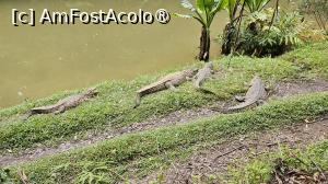 [P04] crocodili peste crocodili » foto by robert
 - 
<span class="allrVoted glyphicon glyphicon-heart hidden" id="av1491791"></span>
<a class="m-l-10 hidden" id="sv1491791" onclick="voting_Foto_DelVot(,1491791,23651)" role="button">șterge vot <span class="glyphicon glyphicon-remove"></span></a>
<a id="v91491791" class=" c-red"  onclick="voting_Foto_SetVot(1491791)" role="button"><span class="glyphicon glyphicon-heart-empty"></span> <b>LIKE</b> = Votează poza</a> <img class="hidden"  id="f1491791W9" src="/imagini/loader.gif" border="0" /><span class="AjErrMes hidden" id="e1491791ErM"></span>