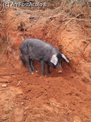 [P11] la târgul de animale » foto by robert
 - 
<span class="allrVoted glyphicon glyphicon-heart hidden" id="av1500092"></span>
<a class="m-l-10 hidden" id="sv1500092" onclick="voting_Foto_DelVot(,1500092,23651)" role="button">șterge vot <span class="glyphicon glyphicon-remove"></span></a>
<a id="v91500092" class=" c-red"  onclick="voting_Foto_SetVot(1500092)" role="button"><span class="glyphicon glyphicon-heart-empty"></span> <b>LIKE</b> = Votează poza</a> <img class="hidden"  id="f1500092W9" src="/imagini/loader.gif" border="0" /><span class="AjErrMes hidden" id="e1500092ErM"></span>