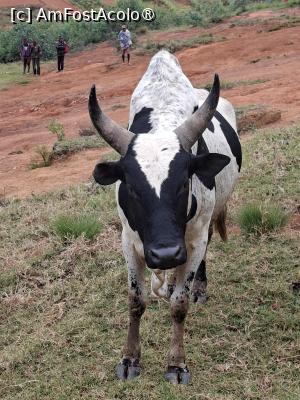 [P13] la târgul de animale » foto by robert
 - 
<span class="allrVoted glyphicon glyphicon-heart hidden" id="av1500094"></span>
<a class="m-l-10 hidden" id="sv1500094" onclick="voting_Foto_DelVot(,1500094,23651)" role="button">șterge vot <span class="glyphicon glyphicon-remove"></span></a>
<a id="v91500094" class=" c-red"  onclick="voting_Foto_SetVot(1500094)" role="button"><span class="glyphicon glyphicon-heart-empty"></span> <b>LIKE</b> = Votează poza</a> <img class="hidden"  id="f1500094W9" src="/imagini/loader.gif" border="0" /><span class="AjErrMes hidden" id="e1500094ErM"></span>