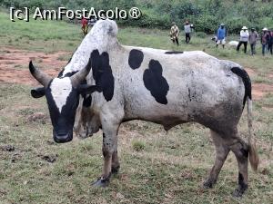 [P15] la târgul de animale » foto by robert
 - 
<span class="allrVoted glyphicon glyphicon-heart hidden" id="av1500096"></span>
<a class="m-l-10 hidden" id="sv1500096" onclick="voting_Foto_DelVot(,1500096,23651)" role="button">șterge vot <span class="glyphicon glyphicon-remove"></span></a>
<a id="v91500096" class=" c-red"  onclick="voting_Foto_SetVot(1500096)" role="button"><span class="glyphicon glyphicon-heart-empty"></span> <b>LIKE</b> = Votează poza</a> <img class="hidden"  id="f1500096W9" src="/imagini/loader.gif" border="0" /><span class="AjErrMes hidden" id="e1500096ErM"></span>