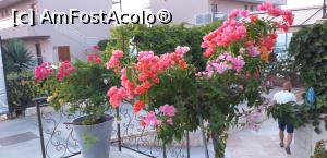 [P57] Am găsit şi bougainvillea în ghivece, pe când ne plimbam în oraşul nou » foto by irinad
 - 
<span class="allrVoted glyphicon glyphicon-heart hidden" id="av1185268"></span>
<a class="m-l-10 hidden" id="sv1185268" onclick="voting_Foto_DelVot(,1185268,23794)" role="button">șterge vot <span class="glyphicon glyphicon-remove"></span></a>
<a id="v91185268" class=" c-red"  onclick="voting_Foto_SetVot(1185268)" role="button"><span class="glyphicon glyphicon-heart-empty"></span> <b>LIKE</b> = Votează poza</a> <img class="hidden"  id="f1185268W9" src="/imagini/loader.gif" border="0" /><span class="AjErrMes hidden" id="e1185268ErM"></span>