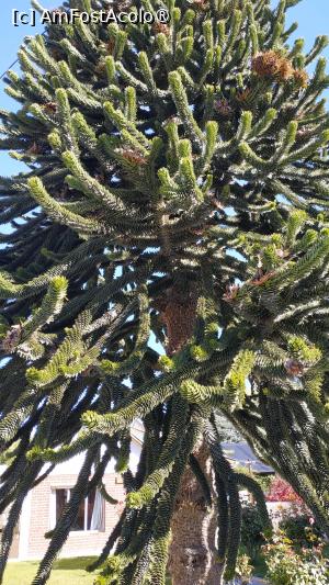 [P05] Loiacono’s Ristorante, un copac deosebit chiar alaturi » foto by elenaadina
 - 
<span class="allrVoted glyphicon glyphicon-heart hidden" id="av1522278"></span>
<a class="m-l-10 hidden" id="sv1522278" onclick="voting_Foto_DelVot(,1522278,24510)" role="button">șterge vot <span class="glyphicon glyphicon-remove"></span></a>
<a id="v91522278" class=" c-red"  onclick="voting_Foto_SetVot(1522278)" role="button"><span class="glyphicon glyphicon-heart-empty"></span> <b>LIKE</b> = Votează poza</a> <img class="hidden"  id="f1522278W9" src="/imagini/loader.gif" border="0" /><span class="AjErrMes hidden" id="e1522278ErM"></span>