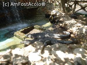 P19 [SEP-2018] Hurghada Grand Aquarium - crocodili de Nil