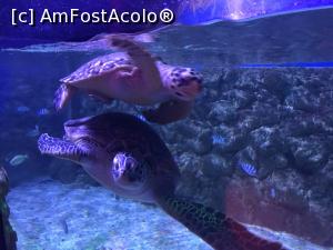 P22 [SEP-2018] Hurghada Grand Aquarium - ţestoase