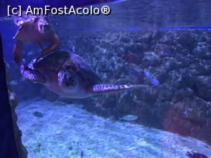 P23 [SEP-2018] Hurghada Grand Aquarium - ţestoase