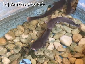 P26 [SEP-2018] Hurghada Grand Aquarium - catfish