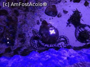 P27 [SEP-2018] Hurghada Grand Aquarium - şerpi