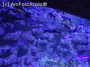 P08 [SEP-2018] Hurghada Grand Aquarium - peşti pangasius uriaşi