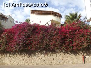 [P16] Bougainvillea în Eilat, pe strada unde am stat » foto by irinad
 - 
<span class="allrVoted glyphicon glyphicon-heart hidden" id="av1036116"></span>
<a class="m-l-10 hidden" id="sv1036116" onclick="voting_Foto_DelVot(,1036116,24635)" role="button">șterge vot <span class="glyphicon glyphicon-remove"></span></a>
<a id="v91036116" class=" c-red"  onclick="voting_Foto_SetVot(1036116)" role="button"><span class="glyphicon glyphicon-heart-empty"></span> <b>LIKE</b> = Votează poza</a> <img class="hidden"  id="f1036116W9" src="/imagini/loader.gif" border="0" /><span class="AjErrMes hidden" id="e1036116ErM"></span>