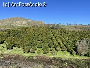 [P01] Livezi de măslini la Mileto » foto by Yersinia Pestis
 - 
<span class="allrVoted glyphicon glyphicon-heart hidden" id="av1515148"></span>
<a class="m-l-10 hidden" id="sv1515148" onclick="voting_Foto_DelVot(,1515148,24664)" role="button">șterge vot <span class="glyphicon glyphicon-remove"></span></a>
<a id="v91515148" class=" c-red"  onclick="voting_Foto_SetVot(1515148)" role="button"><span class="glyphicon glyphicon-heart-empty"></span> <b>LIKE</b> = Votează poza</a> <img class="hidden"  id="f1515148W9" src="/imagini/loader.gif" border="0" /><span class="AjErrMes hidden" id="e1515148ErM"></span>