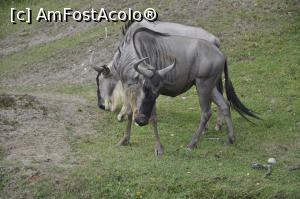 [P09] Safari Park di Pombia - doar una din cele doua antilope Gnu, a dat din cap in semn de salut.  » foto by Diaura*
 - 
<span class="allrVoted glyphicon glyphicon-heart hidden" id="av1057553"></span>
<a class="m-l-10 hidden" id="sv1057553" onclick="voting_Foto_DelVot(,1057553,24943)" role="button">șterge vot <span class="glyphicon glyphicon-remove"></span></a>
<a id="v91057553" class=" c-red"  onclick="voting_Foto_SetVot(1057553)" role="button"><span class="glyphicon glyphicon-heart-empty"></span> <b>LIKE</b> = Votează poza</a> <img class="hidden"  id="f1057553W9" src="/imagini/loader.gif" border="0" /><span class="AjErrMes hidden" id="e1057553ErM"></span>