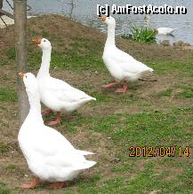 [P29] Dumnealor parcă au coborât din filmul cu porcuşorul Babe: Ferdinand the Duck în trei exemplare » foto by Klaudyia
 - 
<span class="allrVoted glyphicon glyphicon-heart hidden" id="av310322"></span>
<a class="m-l-10 hidden" id="sv310322" onclick="voting_Foto_DelVot(,310322,25001)" role="button">șterge vot <span class="glyphicon glyphicon-remove"></span></a>
<a id="v9310322" class=" c-red"  onclick="voting_Foto_SetVot(310322)" role="button"><span class="glyphicon glyphicon-heart-empty"></span> <b>LIKE</b> = Votează poza</a> <img class="hidden"  id="f310322W9" src="/imagini/loader.gif" border="0" /><span class="AjErrMes hidden" id="e310322ErM"></span>