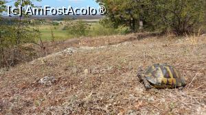 [P02] Broasca țestoasă de uscat dobrogeană » foto by naturiști
 - 
<span class="allrVoted glyphicon glyphicon-heart hidden" id="av1544194"></span>
<a class="m-l-10 hidden" id="sv1544194" onclick="voting_Foto_DelVot(,1544194,25695)" role="button">șterge vot <span class="glyphicon glyphicon-remove"></span></a>
<a id="v91544194" class=" c-red"  onclick="voting_Foto_SetVot(1544194)" role="button"><span class="glyphicon glyphicon-heart-empty"></span> <b>LIKE</b> = Votează poza</a> <img class="hidden"  id="f1544194W9" src="/imagini/loader.gif" border="0" /><span class="AjErrMes hidden" id="e1544194ErM"></span>