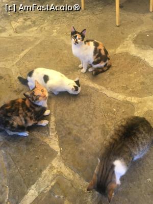 [P19] Pisicile aristocrate. Pe bune, pisicile din Tryavna n-au niciun stress. Porumbeii nu se feresc nici măcar de pisici, iar astea nici nu se străduiesc să-i pândească. Cum vă spuneam, Tryavna este un oraș tihnit ! » foto by Yersinia Pestis
 - 
<span class="allrVoted glyphicon glyphicon-heart hidden" id="av1118974"></span>
<a class="m-l-10 hidden" id="sv1118974" onclick="voting_Foto_DelVot(,1118974,25831)" role="button">șterge vot <span class="glyphicon glyphicon-remove"></span></a>
<a id="v91118974" class=" c-red"  onclick="voting_Foto_SetVot(1118974)" role="button"><span class="glyphicon glyphicon-heart-empty"></span> <b>LIKE</b> = Votează poza</a> <img class="hidden"  id="f1118974W9" src="/imagini/loader.gif" border="0" /><span class="AjErrMes hidden" id="e1118974ErM"></span>