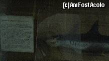 [P57] specie de rechin-rechinul ciocan » foto by cristi82d
 - 
<span class="allrVoted glyphicon glyphicon-heart hidden" id="av143616"></span>
<a class="m-l-10 hidden" id="sv143616" onclick="voting_Foto_DelVot(,143616,25897)" role="button">șterge vot <span class="glyphicon glyphicon-remove"></span></a>
<a id="v9143616" class=" c-red"  onclick="voting_Foto_SetVot(143616)" role="button"><span class="glyphicon glyphicon-heart-empty"></span> <b>LIKE</b> = Votează poza</a> <img class="hidden"  id="f143616W9" src="/imagini/loader.gif" border="0" /><span class="AjErrMes hidden" id="e143616ErM"></span>