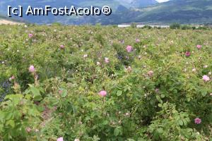 [P02] Câmpuri cu trandafiri la marginea orașului Kazanlac, pe drumul spre Kalofer, poză mărită » foto by mprofeanu
 - 
<span class="allrVoted glyphicon glyphicon-heart hidden" id="av1255187"></span>
<a class="m-l-10 hidden" id="sv1255187" onclick="voting_Foto_DelVot(,1255187,25928)" role="button">șterge vot <span class="glyphicon glyphicon-remove"></span></a>
<a id="v91255187" class=" c-red"  onclick="voting_Foto_SetVot(1255187)" role="button"><span class="glyphicon glyphicon-heart-empty"></span> <b>LIKE</b> = Votează poza</a> <img class="hidden"  id="f1255187W9" src="/imagini/loader.gif" border="0" /><span class="AjErrMes hidden" id="e1255187ErM"></span>