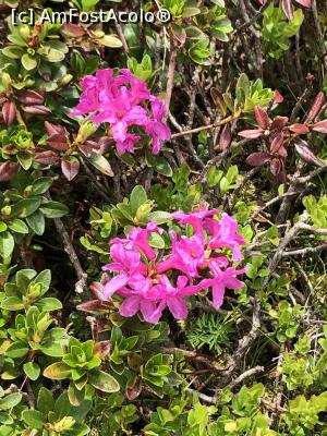 P11 [JUN-2020] primele flori de rhododendron