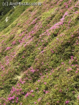 P19 [JUN-2020] covorul roz de rhododendron de pe Muntele Bucsa