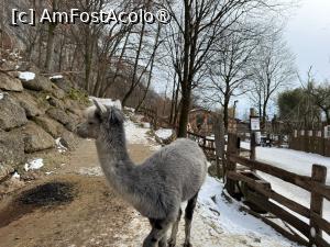 [P39] Grădina Zoologică din Salzburg » foto by adso
 - 
<span class="allrVoted glyphicon glyphicon-heart hidden" id="av1518940"></span>
<a class="m-l-10 hidden" id="sv1518940" onclick="voting_Foto_DelVot(,1518940,26283)" role="button">șterge vot <span class="glyphicon glyphicon-remove"></span></a>
<a id="v91518940" class=" c-red"  onclick="voting_Foto_SetVot(1518940)" role="button"><span class="glyphicon glyphicon-heart-empty"></span> <b>LIKE</b> = Votează poza</a> <img class="hidden"  id="f1518940W9" src="/imagini/loader.gif" border="0" /><span class="AjErrMes hidden" id="e1518940ErM"></span>