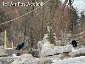 [P46] Grădina Zoologică din Salzburg » foto by adso
 - 
<span class="allrVoted glyphicon glyphicon-heart hidden" id="av1518947"></span>
<a class="m-l-10 hidden" id="sv1518947" onclick="voting_Foto_DelVot(,1518947,26283)" role="button">șterge vot <span class="glyphicon glyphicon-remove"></span></a>
<a id="v91518947" class=" c-red"  onclick="voting_Foto_SetVot(1518947)" role="button"><span class="glyphicon glyphicon-heart-empty"></span> <b>LIKE</b> = Votează poza</a> <img class="hidden"  id="f1518947W9" src="/imagini/loader.gif" border="0" /><span class="AjErrMes hidden" id="e1518947ErM"></span>