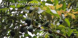 P21 [SEP-2019] Cascadele Algar – spectaculoase într-o zi cu ploaie - avocado