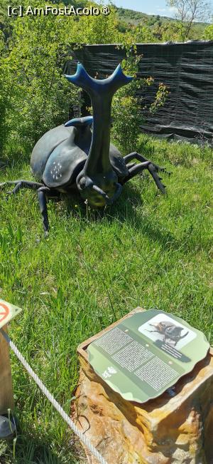 [P01] Parcul tematic Insect Park » foto by ⭐ValentinB_88⭐
 - 
<span class="allrVoted glyphicon glyphicon-heart hidden" id="av1430997"></span>
<a class="m-l-10 hidden" id="sv1430997" onclick="voting_Foto_DelVot(,1430997,26478)" role="button">șterge vot <span class="glyphicon glyphicon-remove"></span></a>
<a id="v91430997" class=" c-red"  onclick="voting_Foto_SetVot(1430997)" role="button"><span class="glyphicon glyphicon-heart-empty"></span> <b>LIKE</b> = Votează poza</a> <img class="hidden"  id="f1430997W9" src="/imagini/loader.gif" border="0" /><span class="AjErrMes hidden" id="e1430997ErM"></span>