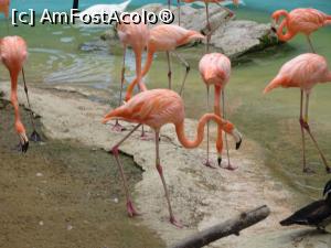 P13 [SEP-2019] Parcul tematic MundoMar din Benidorm - flamingo