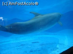 P16 [SEP-2019] Parcul tematic MundoMar din Benidorm - delfin