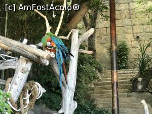 P24 [SEP-2019] Parcul tematic MundoMar din Benidorm -papagali
