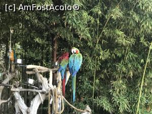 P25 [SEP-2019] Parcul tematic MundoMar din Benidorm - papagali