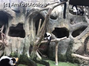 P28 [SEP-2019] Parcul tematic MundoMar din Benidorm - lemuri