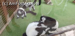 P30 [SEP-2019] Parcul tematic MundoMar din Benidorm - lemuri