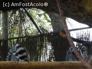 P46 [SEP-2019] Parcul tematic MundoMar din Benidorm - lemuri