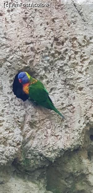 P08 [SEP-2019] Parcul tematic MundoMar din Benidorm - papagal