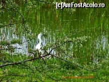 P08 [MAY-2010] Egreta mare la pescuit.