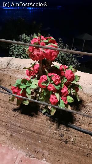 [P44] decor pe faleza Albatros » foto by artemisa24
 - 
<span class="allrVoted glyphicon glyphicon-heart hidden" id="av1515145"></span>
<a class="m-l-10 hidden" id="sv1515145" onclick="voting_Foto_DelVot(,1515145,26773)" role="button">șterge vot <span class="glyphicon glyphicon-remove"></span></a>
<a id="v91515145" class=" c-red"  onclick="voting_Foto_SetVot(1515145)" role="button"><span class="glyphicon glyphicon-heart-empty"></span> <b>LIKE</b> = Votează poza</a> <img class="hidden"  id="f1515145W9" src="/imagini/loader.gif" border="0" /><span class="AjErrMes hidden" id="e1515145ErM"></span>