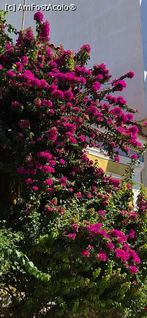[P58] Lavrio, o bougainvillea » foto by irinad
 - 
<span class="allrVoted glyphicon glyphicon-heart hidden" id="av1545625"></span>
<a class="m-l-10 hidden" id="sv1545625" onclick="voting_Foto_DelVot(,1545625,26851)" role="button">șterge vot <span class="glyphicon glyphicon-remove"></span></a>
<a id="v91545625" class=" c-red"  onclick="voting_Foto_SetVot(1545625)" role="button"><span class="glyphicon glyphicon-heart-empty"></span> <b>LIKE</b> = Votează poza</a> <img class="hidden"  id="f1545625W9" src="/imagini/loader.gif" border="0" /><span class="AjErrMes hidden" id="e1545625ErM"></span>