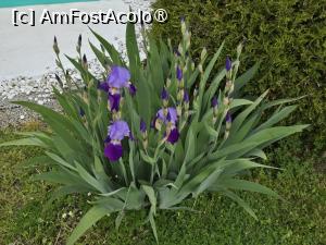 [P19] Irisi » foto by Mirinda
 - 
<span class="allrVoted glyphicon glyphicon-heart hidden" id="av1527235"></span>
<a class="m-l-10 hidden" id="sv1527235" onclick="voting_Foto_DelVot(,1527235,26860)" role="button">șterge vot <span class="glyphicon glyphicon-remove"></span></a>
<a id="v91527235" class=" c-red"  onclick="voting_Foto_SetVot(1527235)" role="button"><span class="glyphicon glyphicon-heart-empty"></span> <b>LIKE</b> = Votează poza</a> <img class="hidden"  id="f1527235W9" src="/imagini/loader.gif" border="0" /><span class="AjErrMes hidden" id="e1527235ErM"></span>