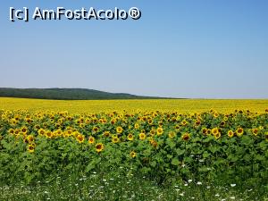 P03 [JUL-2021] Toată Dobrogea este împânzita de culturi de floarea soarelui