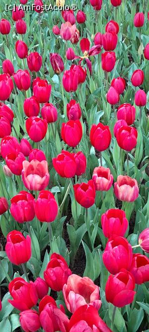 [P18] Parcul Emirgan Istanbul » foto by Yolanda
 - 
<span class="allrVoted glyphicon glyphicon-heart hidden" id="av1528819"></span>
<a class="m-l-10 hidden" id="sv1528819" onclick="voting_Foto_DelVot(,1528819,27088)" role="button">șterge vot <span class="glyphicon glyphicon-remove"></span></a>
<a id="v91528819" class=" c-red"  onclick="voting_Foto_SetVot(1528819)" role="button"><span class="glyphicon glyphicon-heart-empty"></span> <b>LIKE</b> = Votează poza</a> <img class="hidden"  id="f1528819W9" src="/imagini/loader.gif" border="0" /><span class="AjErrMes hidden" id="e1528819ErM"></span>